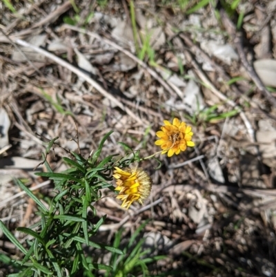 Xerochrysum viscosum (Sticky Everlasting) at Table Top, NSW - 22 Aug 2021 by Darcy