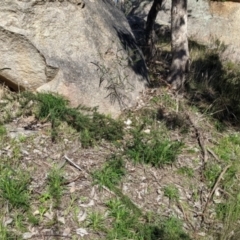 Xerochrysum viscosum at Table Top, NSW - 22 Aug 2021