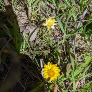 Xerochrysum viscosum at Table Top, NSW - 22 Aug 2021