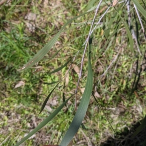 Acacia implexa at Table Top, NSW - 22 Aug 2021