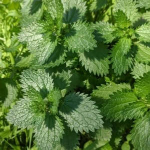 Urtica urens at Table Top, NSW - 22 Aug 2021