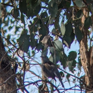 Colluricincla harmonica at Table Top, NSW - 22 Aug 2021 11:12 AM