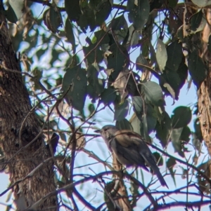 Colluricincla harmonica at Table Top, NSW - 22 Aug 2021 11:12 AM