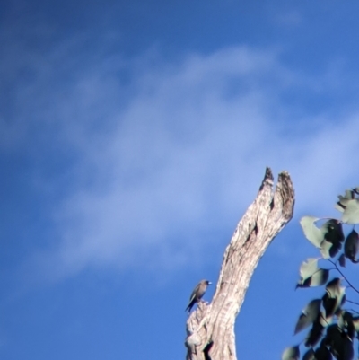 Artamus cyanopterus cyanopterus (Dusky Woodswallow) at Albury - 22 Aug 2021 by Darcy