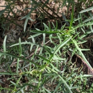Isotoma axillaris at Table Top, NSW - 22 Aug 2021 11:32 AM