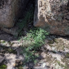 Isotoma axillaris at Table Top, NSW - 22 Aug 2021 11:32 AM