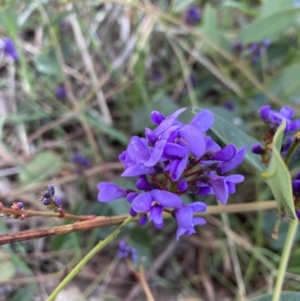 Hardenbergia violacea at Deakin, ACT - 22 Aug 2021