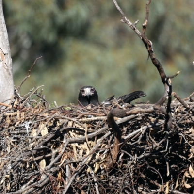 Aquila audax (Wedge-tailed Eagle) at Mount Ainslie - 10 Aug 2021 by jb2602