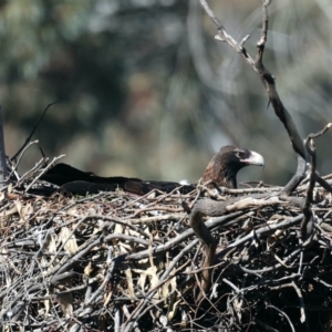 Aquila audax at Majura, ACT - 10 Aug 2021