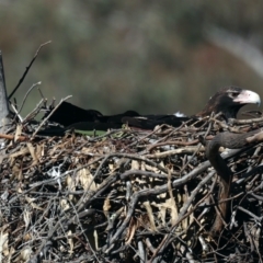 Aquila audax at Majura, ACT - 10 Aug 2021