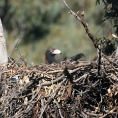 Aquila audax at Majura, ACT - 10 Aug 2021 03:58 PM