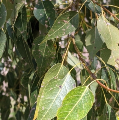 Brachychiton populneus (Kurrajong) at Albury - 22 Aug 2021 by Darcy