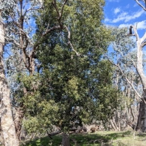 Brachychiton populneus at Table Top, NSW - 22 Aug 2021