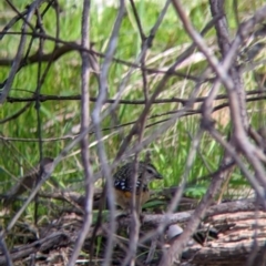 Pardalotus punctatus (Spotted Pardalote) at Nine Mile Reserve - 22 Aug 2021 by Darcy