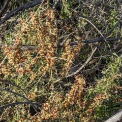 Daviesia genistifolia (Broom Bitter Pea) at Watson, ACT - 22 Aug 2021 by abread111