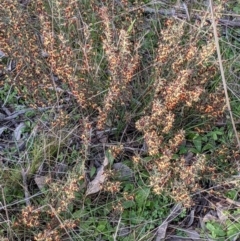 Daviesia genistifolia at Watson, ACT - 22 Aug 2021 03:57 PM