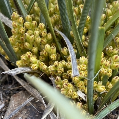 Lomandra sp. (A Matrush) at Hughes Grassy Woodland - 23 Aug 2021 by KL