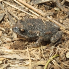 Uperoleia laevigata (Smooth Toadlet) at Kama - 21 Aug 2021 by Christine