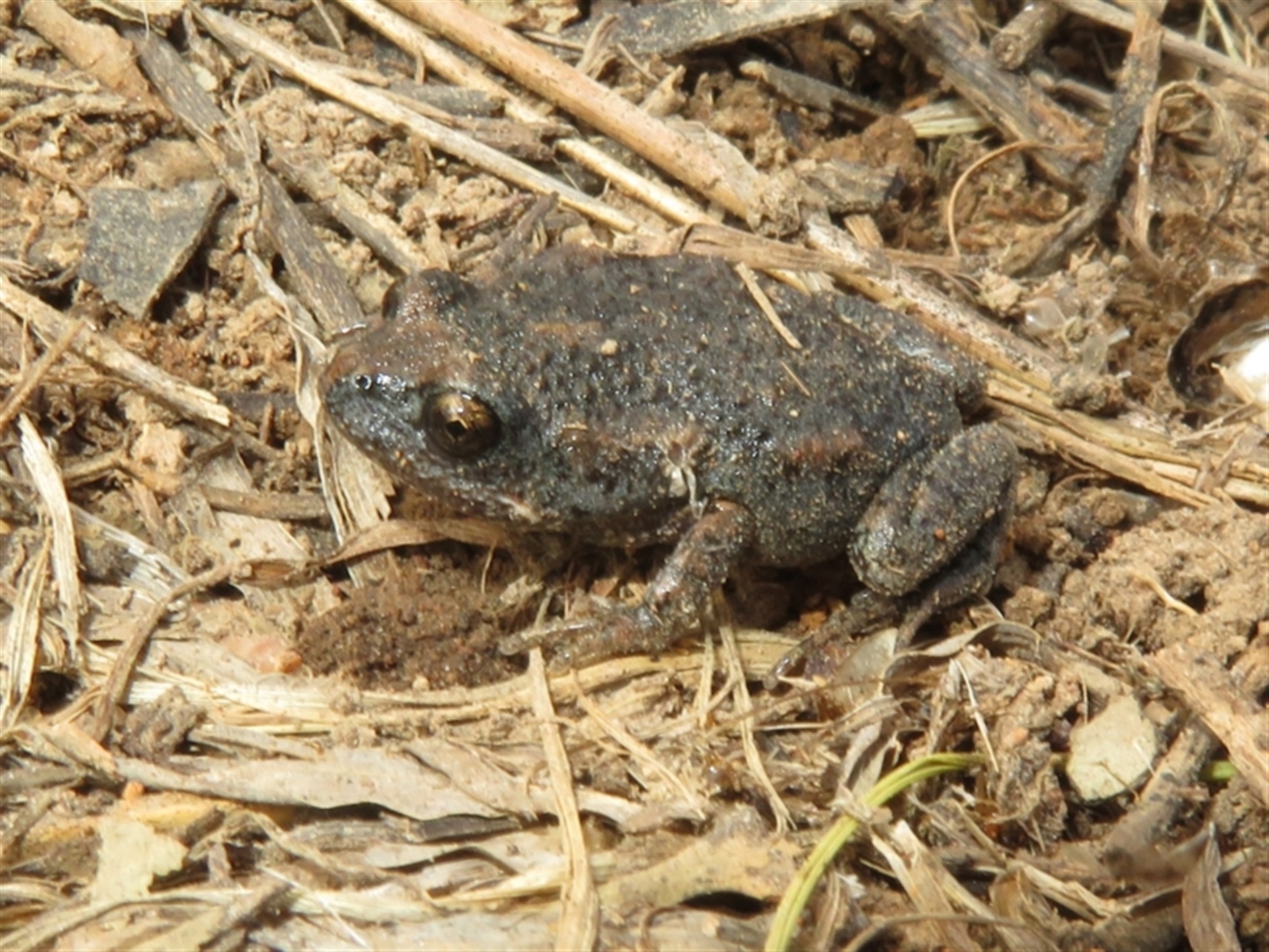 Uperoleia laevigata at Hawker, ACT - Canberra Nature Map