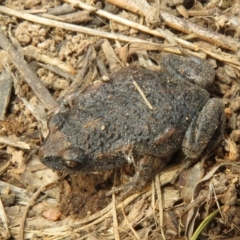 Uperoleia laevigata at Hawker, ACT - 21 Aug 2021 11:08 AM