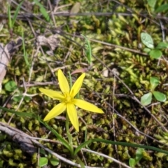 Pauridia vaginata (Yellow Star) at Nine Mile Reserve - 22 Aug 2021 by Darcy