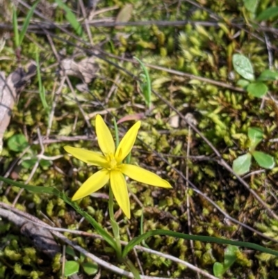 Pauridia vaginata (Yellow Star) at Nine Mile Reserve - 22 Aug 2021 by Darcy