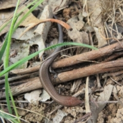 Lampropholis delicata (Delicate Skink) at Hawker, ACT - 21 Aug 2021 by Christine