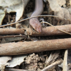 Lampropholis delicata at Hawker, ACT - 21 Aug 2021 11:07 AM