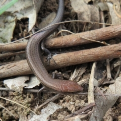 Lampropholis delicata at Hawker, ACT - 21 Aug 2021