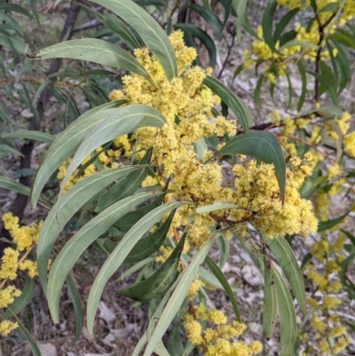 Acacia rubida (Red-stemmed Wattle, Red-leaved Wattle) at Albury - 22 Aug 2021 by Darcy