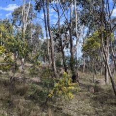 Acacia rubida at Table Top, NSW - 22 Aug 2021 12:10 PM