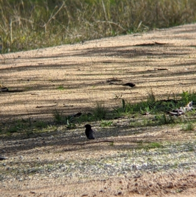 Rhipidura leucophrys (Willie Wagtail) at Nine Mile Reserve - 22 Aug 2021 by Darcy