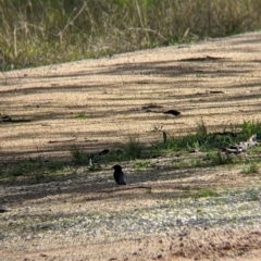 Rhipidura leucophrys (Willie Wagtail) at Nine Mile Reserve - 22 Aug 2021 by Darcy