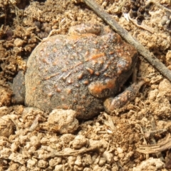 Uperoleia laevigata (Smooth Toadlet) at Kama - 21 Aug 2021 by Christine