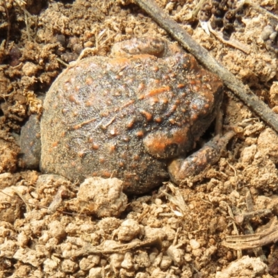 Uperoleia laevigata (Smooth Toadlet) at Molonglo River Reserve - 21 Aug 2021 by Christine