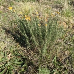 Chrysocephalum semipapposum (Clustered Everlasting) at Majura, ACT - 22 Aug 2021 by abread111