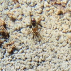Unverified Spider at Whitlam, ACT - 21 Aug 2021 by Christine