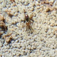 Unidentified Spider (Araneae) at Molonglo River Reserve - 21 Aug 2021 by Christine