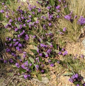 Hardenbergia violacea at Majura, ACT - 22 Aug 2021