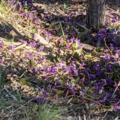 Hardenbergia violacea at Majura, ACT - 22 Aug 2021