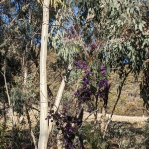 Hardenbergia violacea at Majura, ACT - 22 Aug 2021 03:23 PM