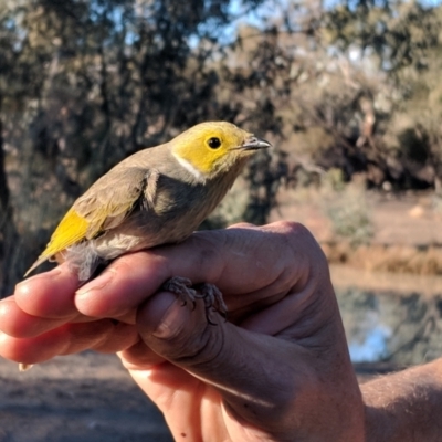 Ptilotula penicillata (White-plumed Honeyeater) at Toorale National Park - 3 Jul 2018 by Darcy