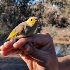 Ptilotula penicillata at Gumbalie, NSW - 3 Jul 2018 04:10 PM