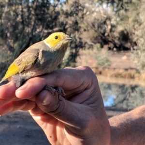 Ptilotula penicillata at Gumbalie, NSW - 3 Jul 2018 04:10 PM