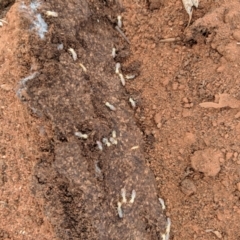 Unidentified Termite (superfamily Termitoidea) at Yathong Nature Reserve - 20 Jun 2018 by Darcy