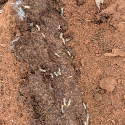 Unidentified Termite (superfamily Termitoidea) at Irymple, NSW - 20 Jun 2018 by Darcy