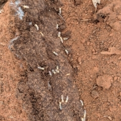 Unidentified Termite (superfamily Termitoidea) (TBC) at Irymple, NSW - 20 Jun 2018 by Darcy