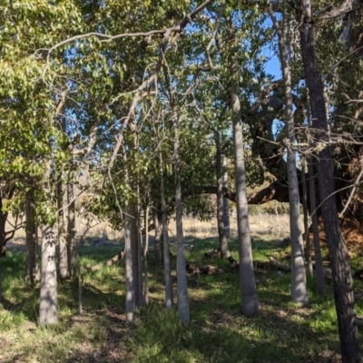 Brachychiton populneus subsp. populneus (Kurrajong) at Mount Majura - 22 Aug 2021 by abread111