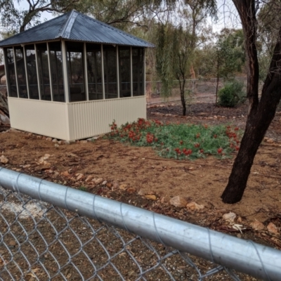 Swainsona formosa (Sturt's Desert Pea) at Tibooburra, NSW - 26 Jun 2018 by Darcy