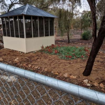 Swainsona formosa (Sturt's Desert Pea) at Sturt National Park - 26 Jun 2018 by Darcy